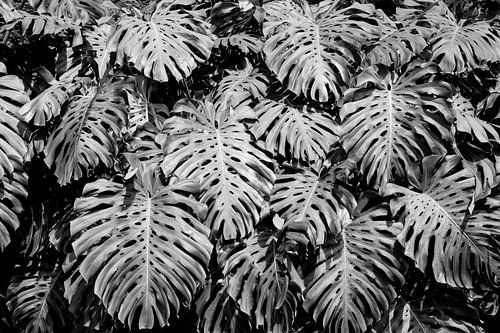 Mur de feuilles en noir et blanc sur Bianca ter Riet