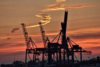 waalhaven sonnenuntergang 010 rotterdam kraniche