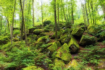 Des rochers dans la forêt sur Thomas Herzog