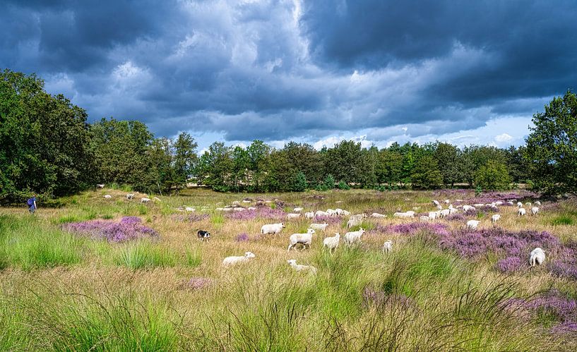 Flock of sheep on flowering heathland, Netherlands by Rietje Bulthuis