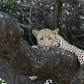 Luipaard in de boom  van Kim van der Lee