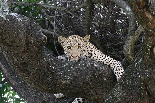 leopard in the tree