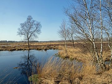 Bouleaux dans le Pietzmoor