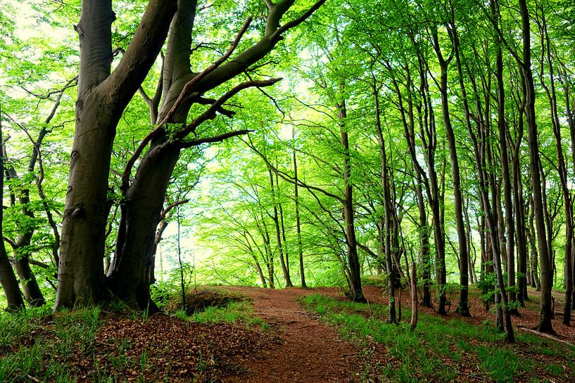 Traumwald von Ostsee Bilder