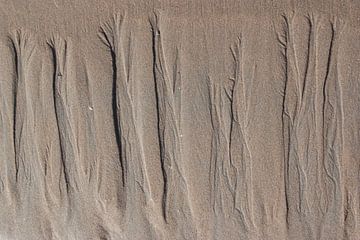 Abstracte foto van bomen in zand