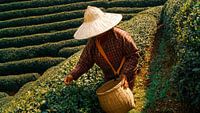 China tea garden