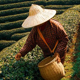 China-Tee-Garten von Oscuro design