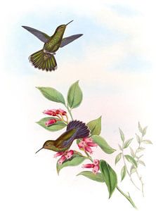 Primolis Kolibris, John Gould von Hummingbirds