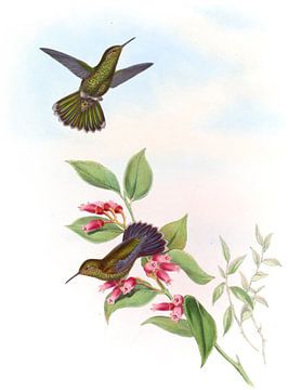 Primoli's zoemende vogel, John Gould van Hummingbirds