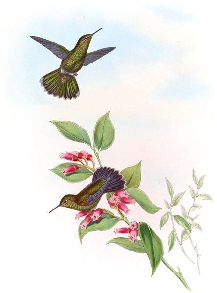 Humming-bird de Primoli, John Gould par Hummingbirds