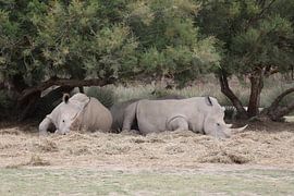 Animals and Nature by Lennart Mans