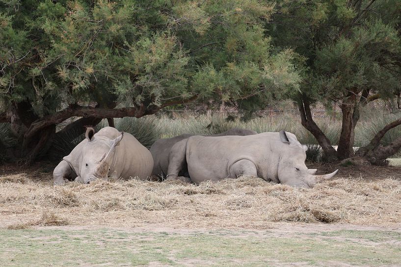Animals and Nature by Lennart Mans