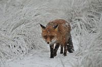 red fox in the snow
