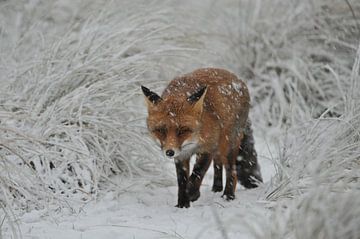 vos in de sneeuw van Bastiaan Willemsen
