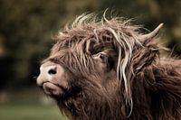 Scottish Highlander II