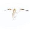 Spoonbill by Linda Raaphorst
