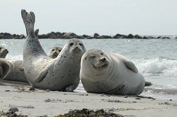 Zeehond van wim verrijp