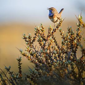 Blauwborst van Tom Zwerver