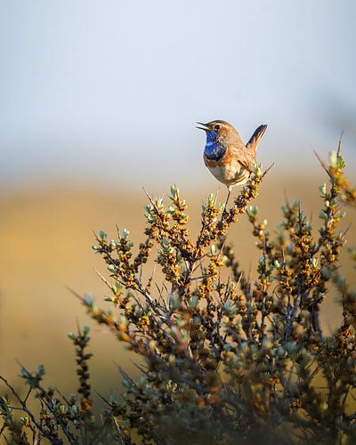 Blue-throated Warbler by Tom Zwerver