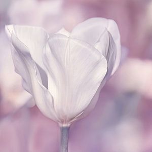 Tulpe
