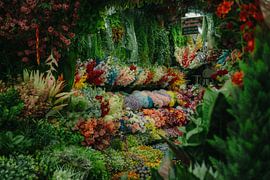 Sea of flowers in Bangkok: a blaze of colour at the market by NZME Photography