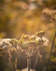 Nature 3
