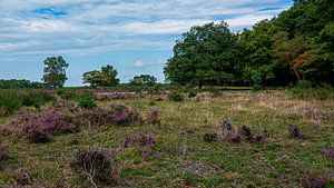 Westerheide