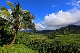 Palme von Antwan Janssen