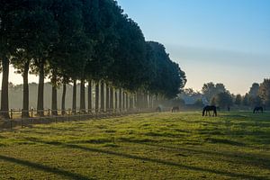 Bomenrij met paarden van Moetwil en van Dijk - Fotografie