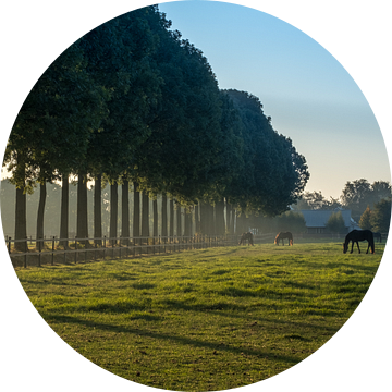 Bomenrij met paarden van Moetwil en van Dijk - Fotografie
