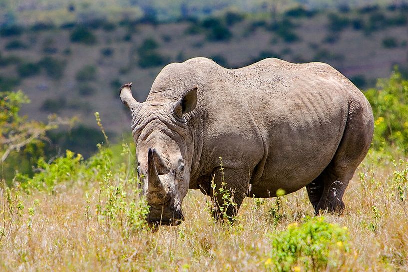 Breitmaulnashorn von Peter Michel