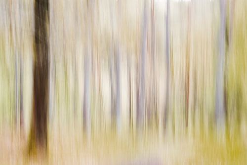 The fairytale forest