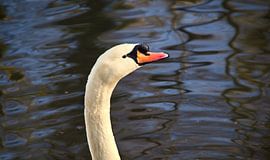 Der Schwan von Rudi Everaert
