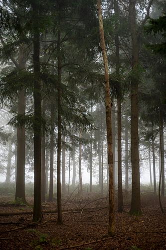 Der Nebel und die Stille im Mastbos