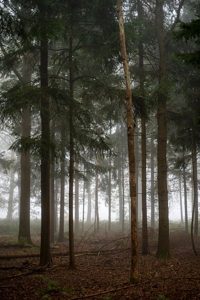 The mist and silence in the Mastbos by Lydia Hoogland