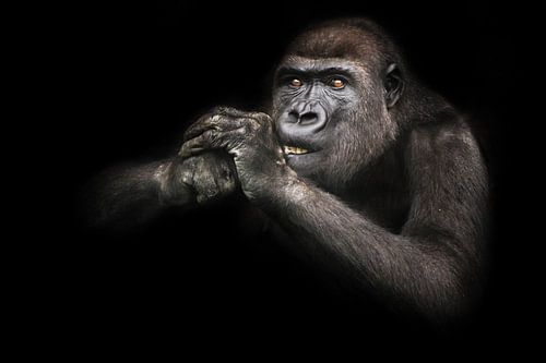 Eyes attentive teeth bared gorilla female gnaws something while holding hands at the muzzle pulls ba