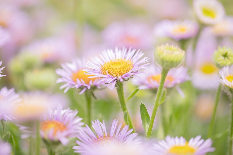 Haplopappus rosa Blüte von KB Design & Photography (Karen Brouwer)