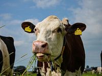 Cows Mow
