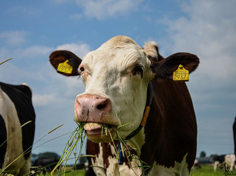Cows Mow by JessevH Foto's