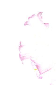 Bloemen van Arthur Hooijer