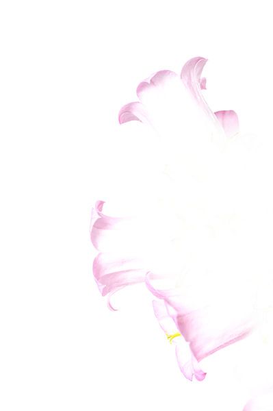 Blumen von Arthur Hooijer