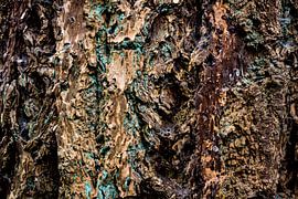 The beauty of the fir tree