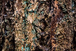 The beauty of the fir tree