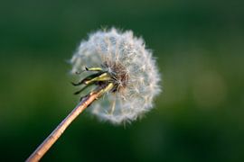 Löwenzahn-Flaum von Henriette Tischler van Sleen