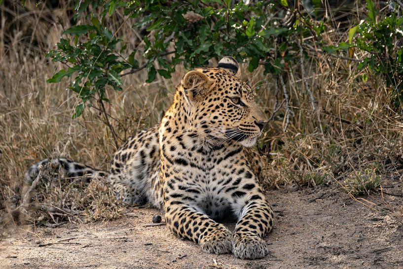 Ruhender Leopard von Andreas Jansen