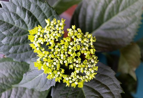 De eerste bloemen in de Emsland-tuin.
