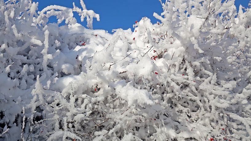 Snow on the branches by Bo Valentino
