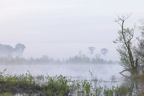 Sunrise Dwingelderveld (Netherlands)