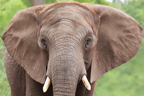 Portrait of an elephant by RT Photography