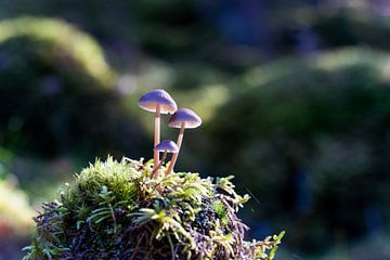 Familie paddenstoel in het bos van Myrthe van Boon